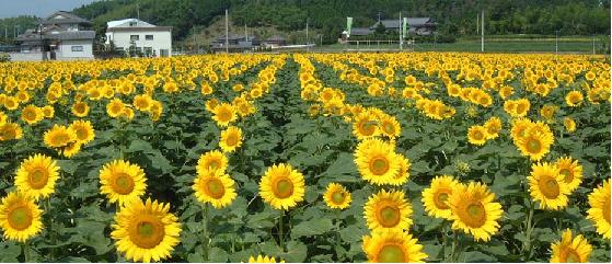 【香川県】IJUの先輩と語る　はっけん！　かがわ暮らし