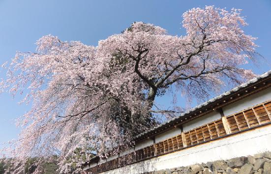 《長野県》信州駒ケ根『春』体感ツアー2014