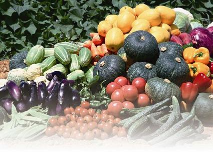 夏野菜の収穫と物件見学ツアー