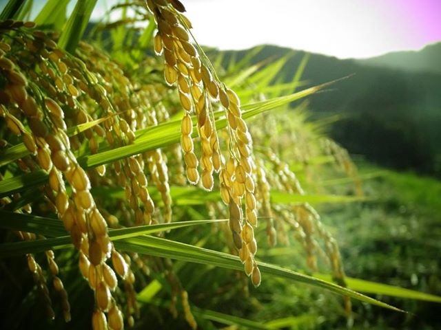 【岡山県】津山市　阿波で自然満喫「やまコン」