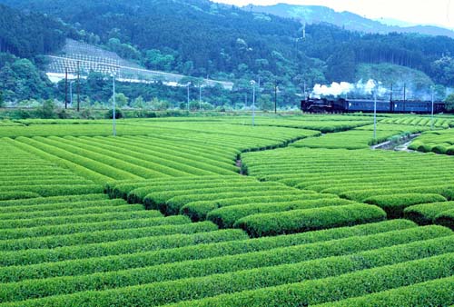 【静岡県】ふじのくに暮らし推進隊(島田市川根地域)の募集！