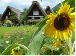 【岐阜県】 世界遺産の村～ 白川村の新しい魅力を発見！～