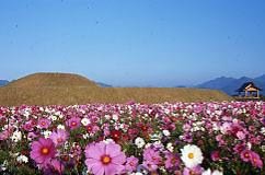 【宮崎県】西都市移住相談会！！