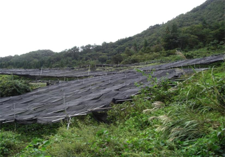 【島根県吉賀町】広谷農園 わさび栽培後継者募集！